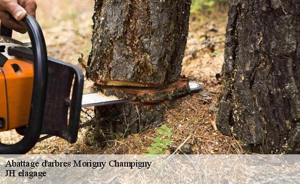 Abattage d'arbres  morigny-champigny-91150 Mayer Elagage