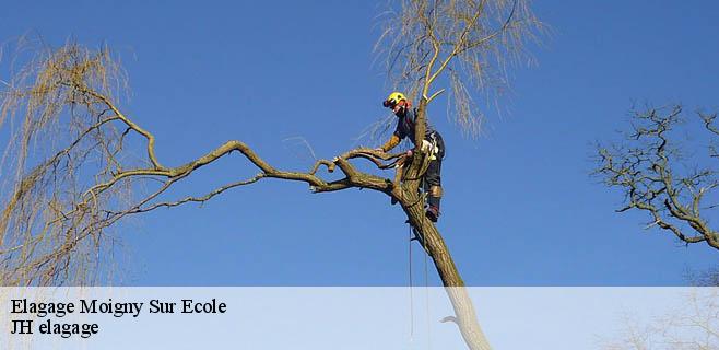 Elagage  moigny-sur-ecole-91490 JH elagage