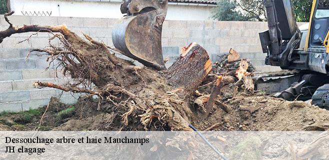 Dessouchage arbre et haie mauchamps-91730 JH elagage