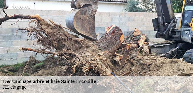 Dessouchage arbre et haie  sainte-escobille-91410 JH elagage