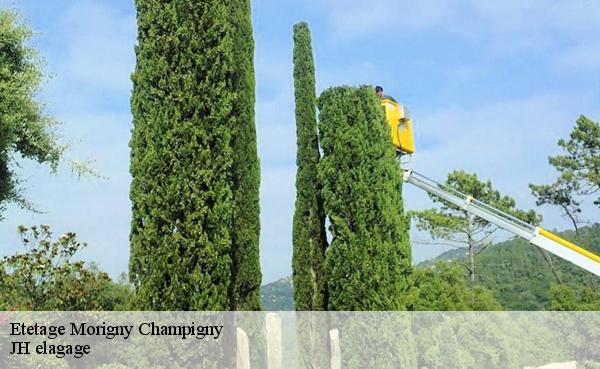 Etetage  morigny-champigny-91150 JH elagage